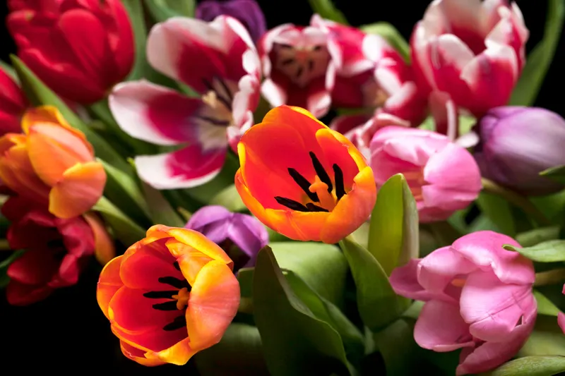 A vivid bunch of tulips in orange, red, pink and violet, the clear, saturated colors of a bright spring color palette.