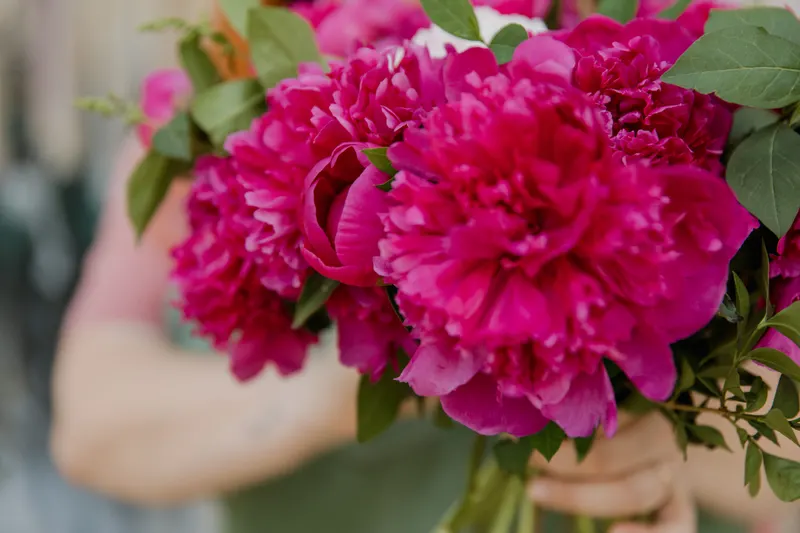A bouquet of hot magenta peonies held close to the camera, the vivid cool color of a bright winter color palette.