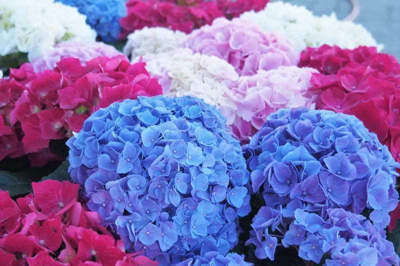 Rose pink and blue hydrangeas growing together, the cool rose and blue tones of a cool summer color palette.