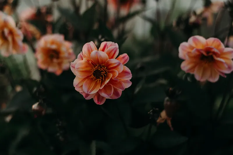 Orange dahlias glowing against dark green foliage, the deep, warm contrast of a deep autumn color palette.
