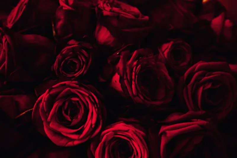Dark red roses packed closely together in low light, the black cherry tones of a deep winter color palette.