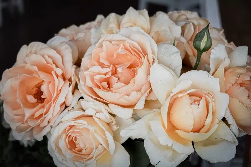 Soft peach and cream garden roses gathered together, the gentle warm pastels of a light spring color palette.