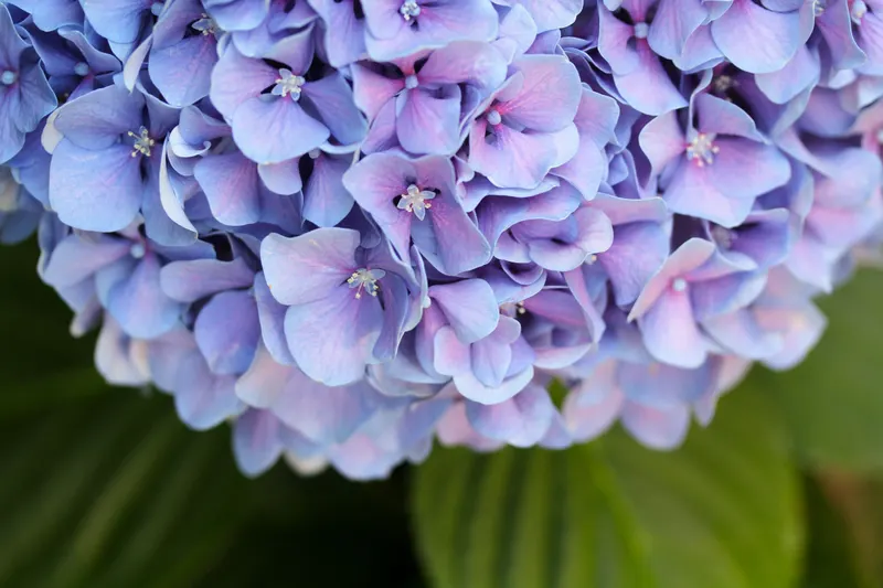 Close-up of a soft lavender-blue hydrangea, the airy, cool pastels of a light summer color palette.