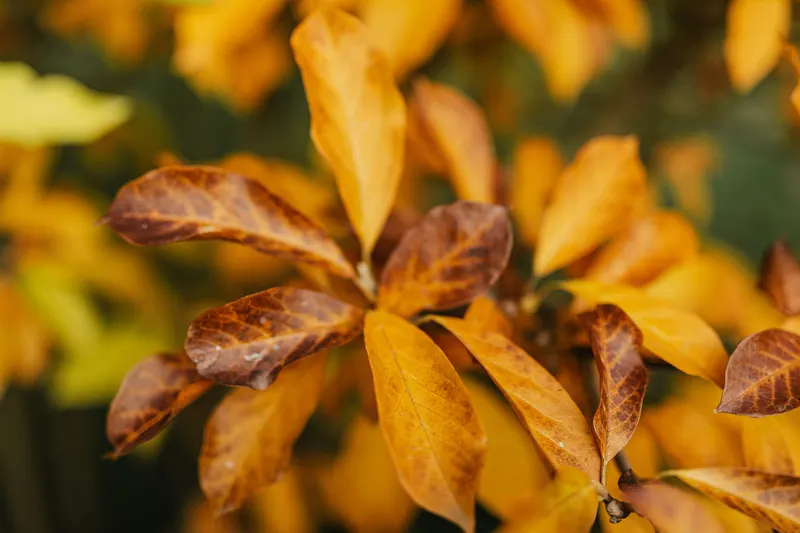 Golden and rust colored leaves on a branch in warm light, the rich earthy shades of a warm autumn color palette.