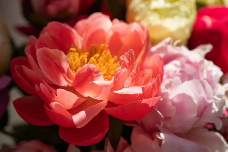 Coral peonies in full bloom with warm pink petals and golden centers, echoing a warm spring color palette.